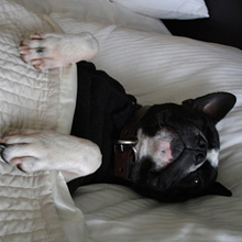 boston terrier in bed